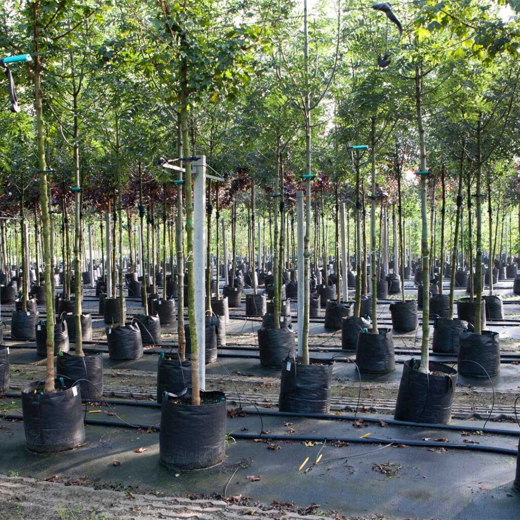 pepinieriste-producteur